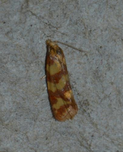 Réf. 183 368 : Aethes rutilana
